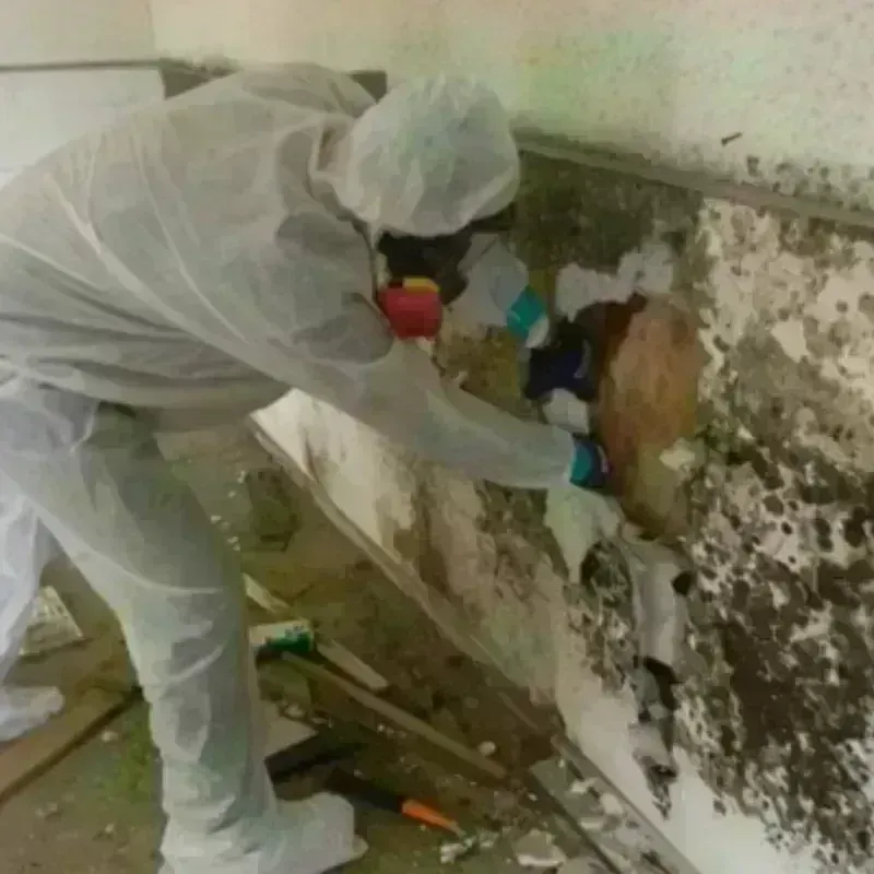 Mold Remediation and Removal in Norway, MI